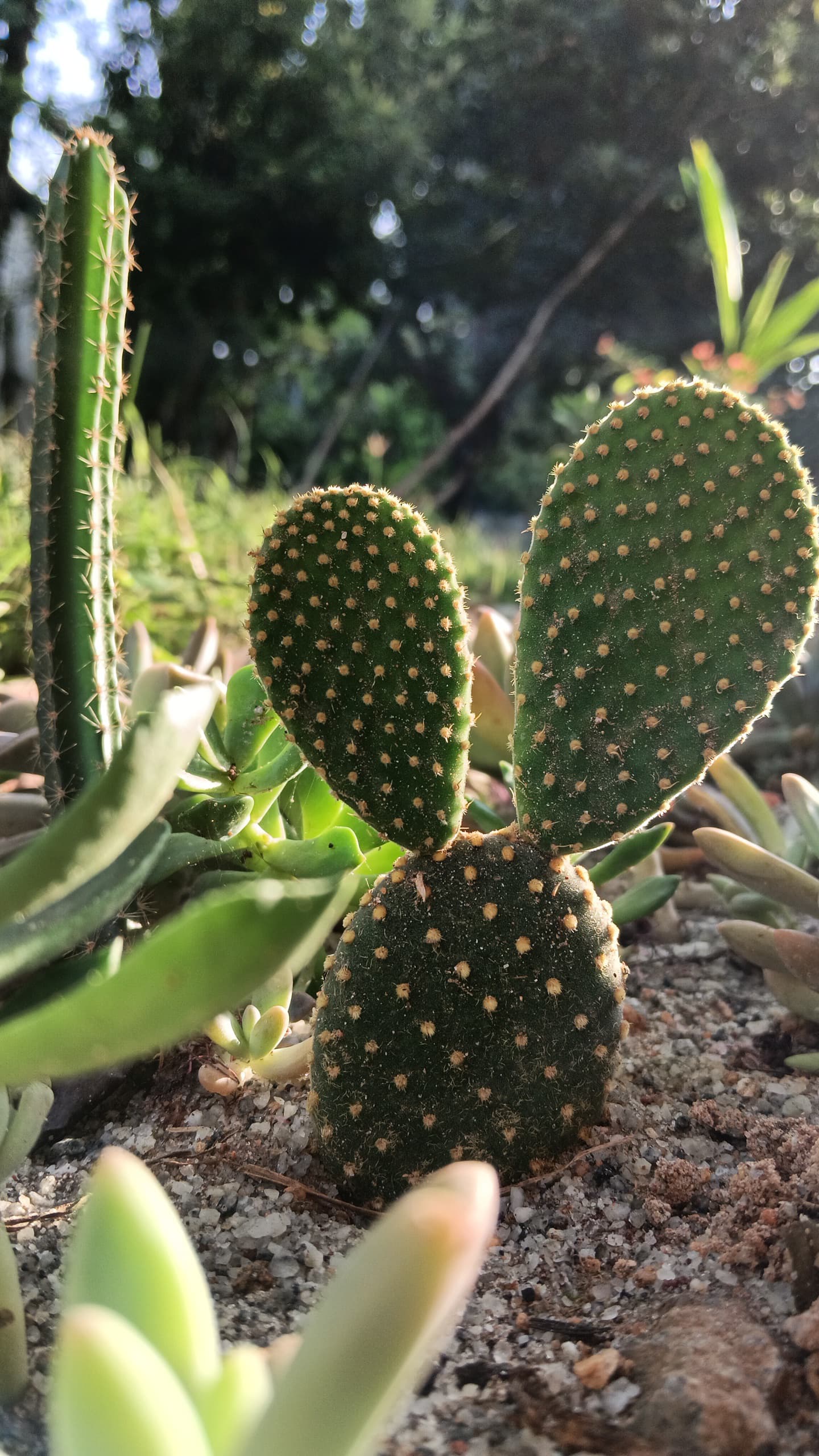 Plant Display