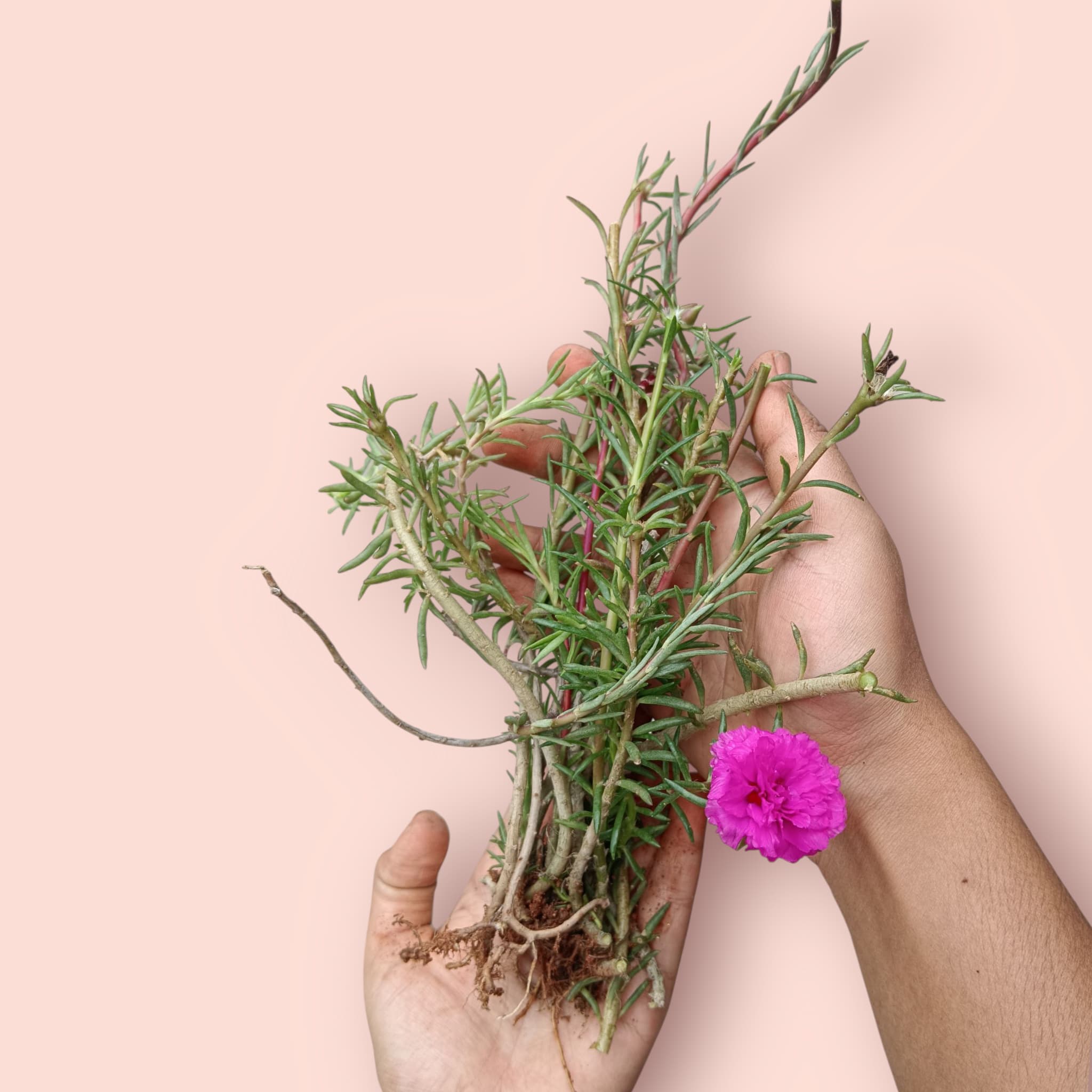 Moss Rose