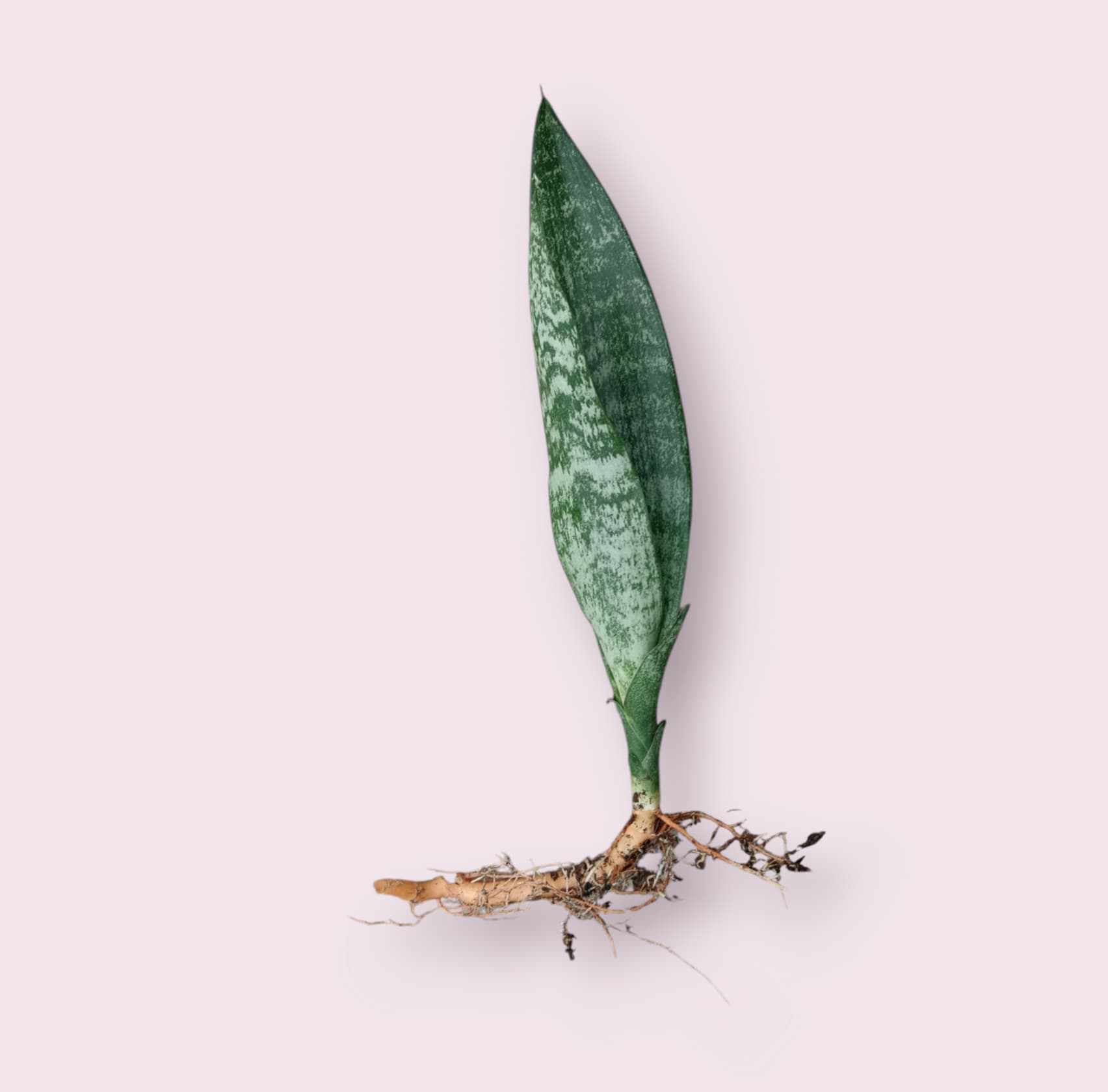 Snake Plant
